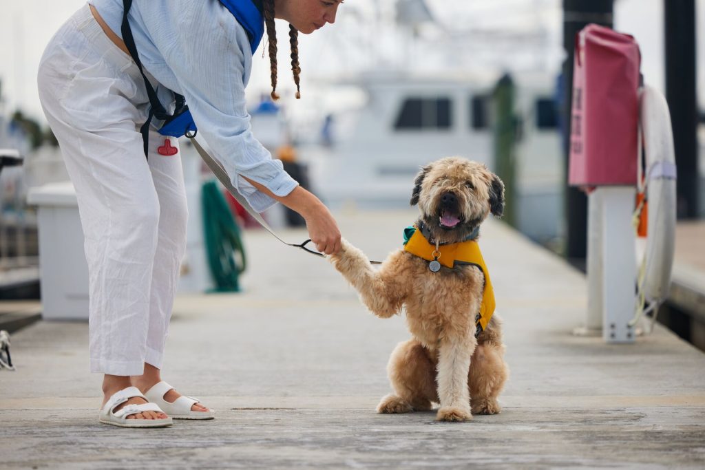 A dog on the dock wearing a life jacket, life jacket laws in New York concept. 