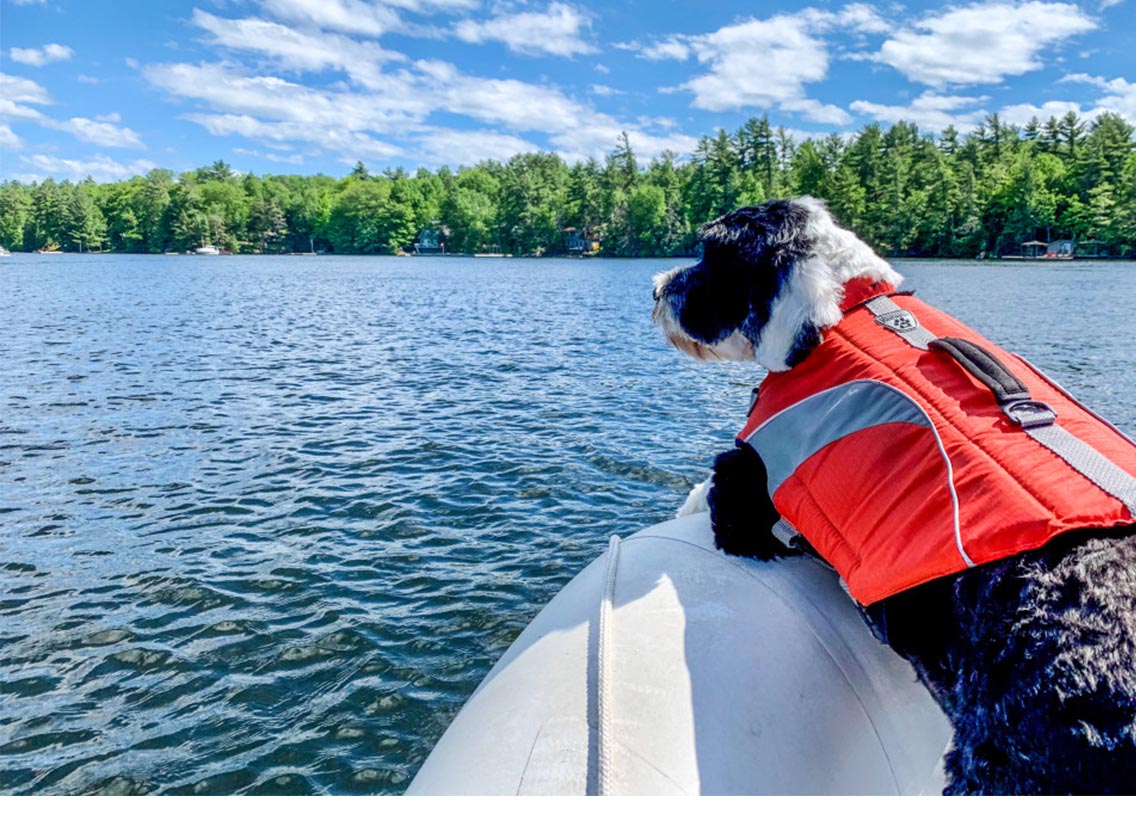 A dog wearing an orange lifejacket at the front of a boat, boating in Arizona concept.