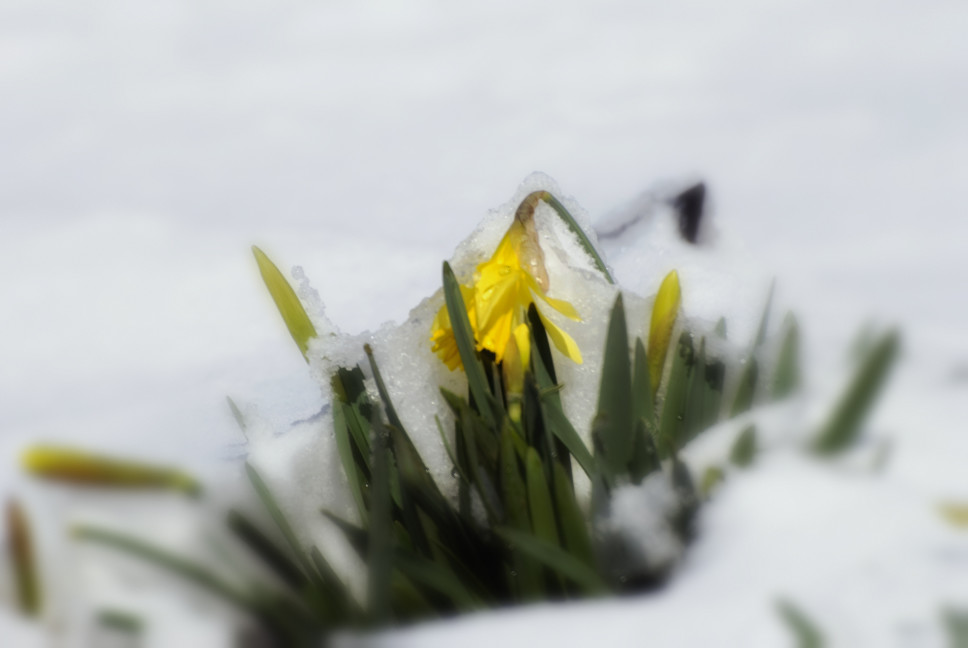 A flower shows through snow, spring thaw concept.