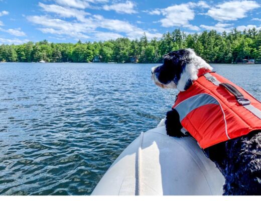 Dog wearing a life jacket while boating on Georgian Bay